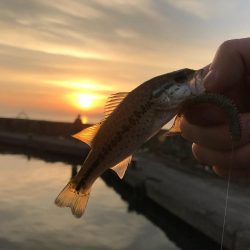 朝マヅメリベンジ